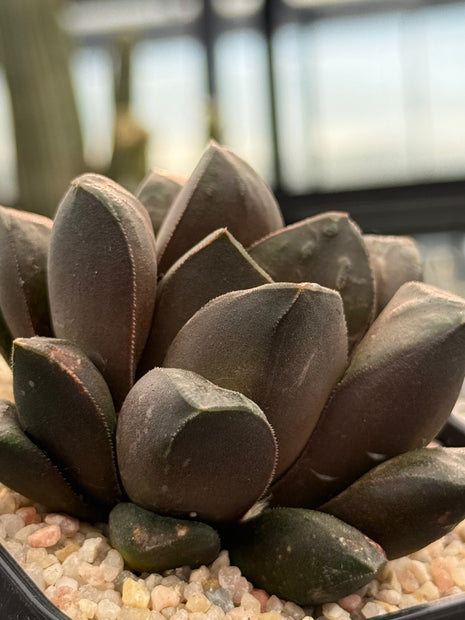 Haworthia ‘Akaibo’