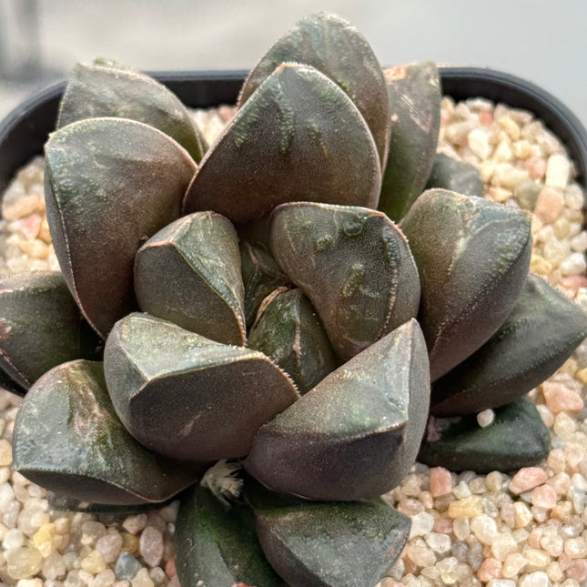 Haworthia ‘Akaibo’