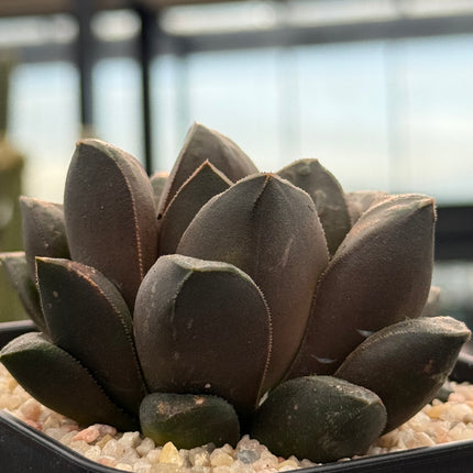Haworthia ‘Akaibo’