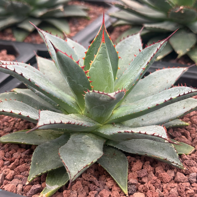 Agave bovicornuta