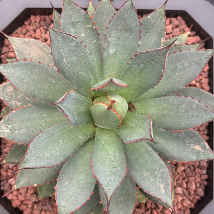 Agave bovicornuta