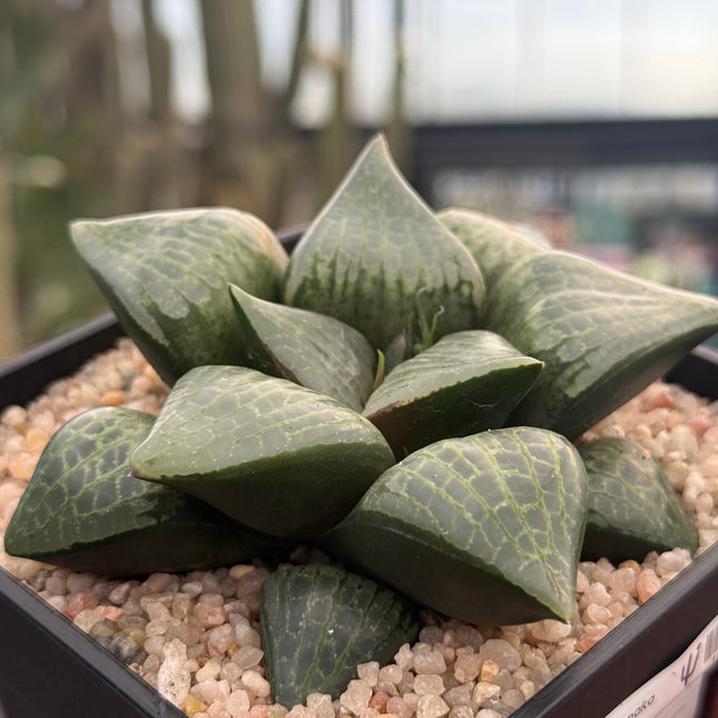 Haworthia ‘Yamanaka comptoniana’