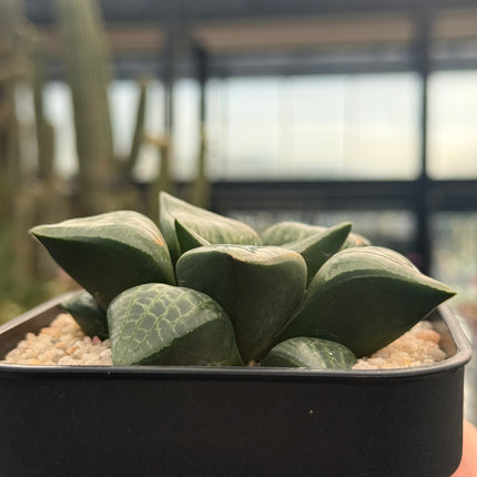 Haworthia ‘Yamanaka comptoniana’