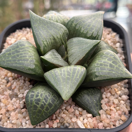 Haworthia ‘Yamanaka comptoniana’