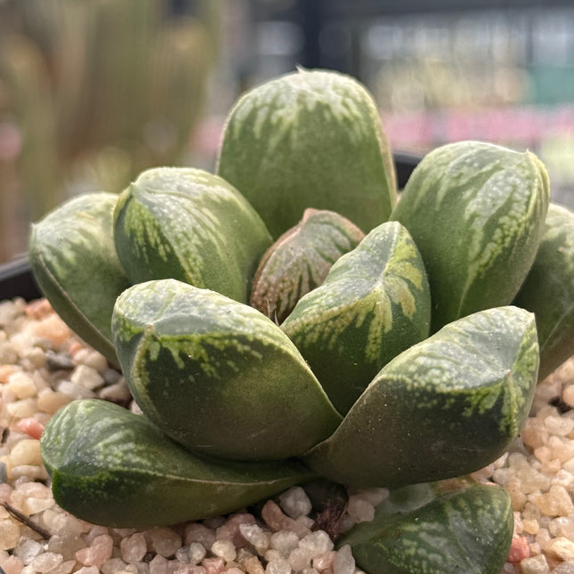 Haworthia ‘VX-2’