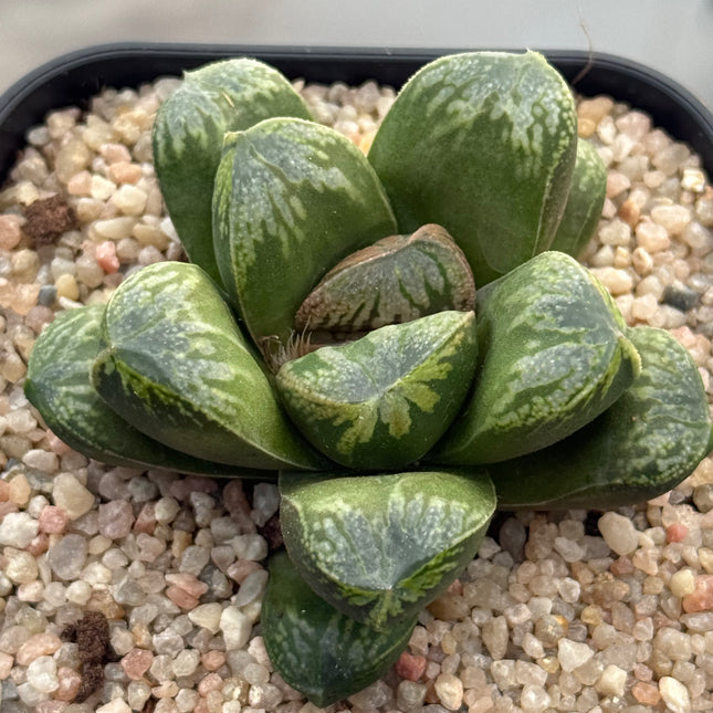 Haworthia ‘VX-2’