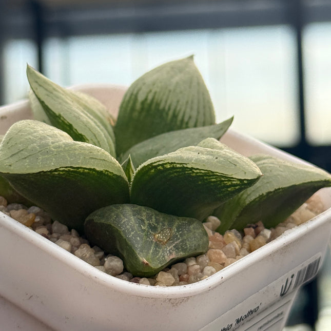 Haworthia ‘Mothra’