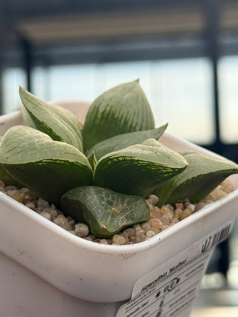Haworthia ‘Mothra’
