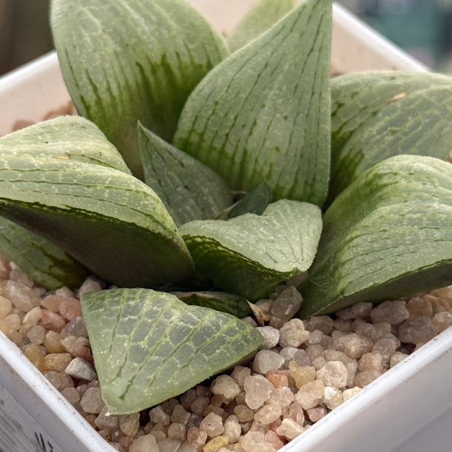 Haworthia ‘Mothra’