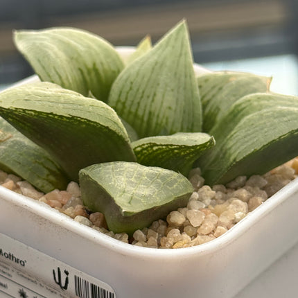 Haworthia ‘Mothra’