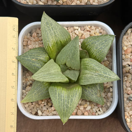 Haworthia ‘Mothra’
