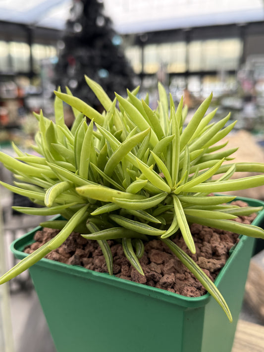 Peperomia ferreyrae