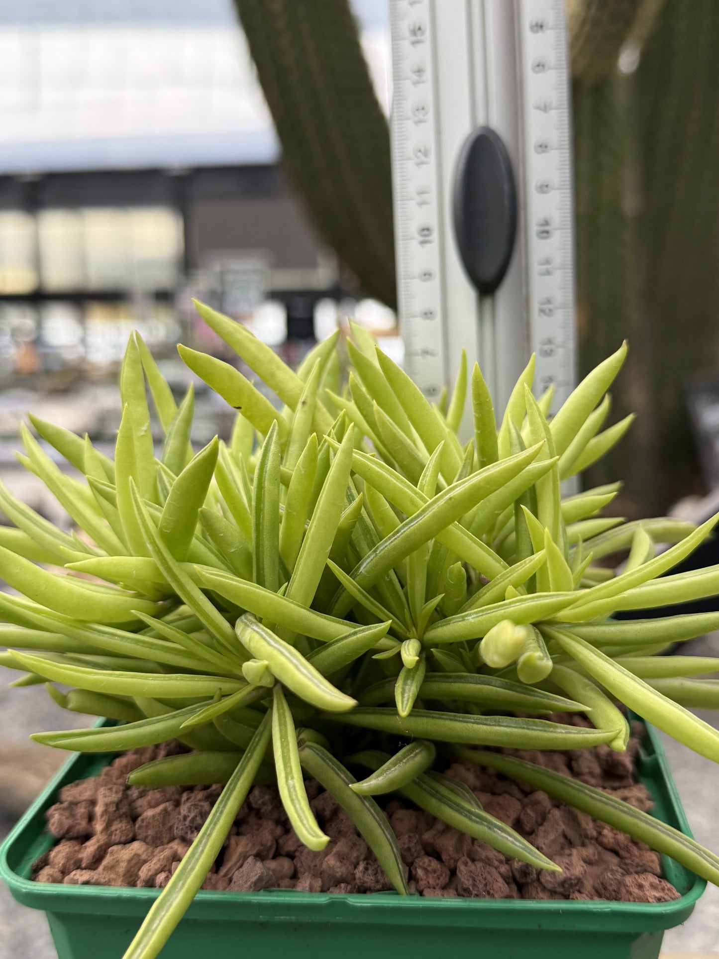 Peperomia ferreyrae