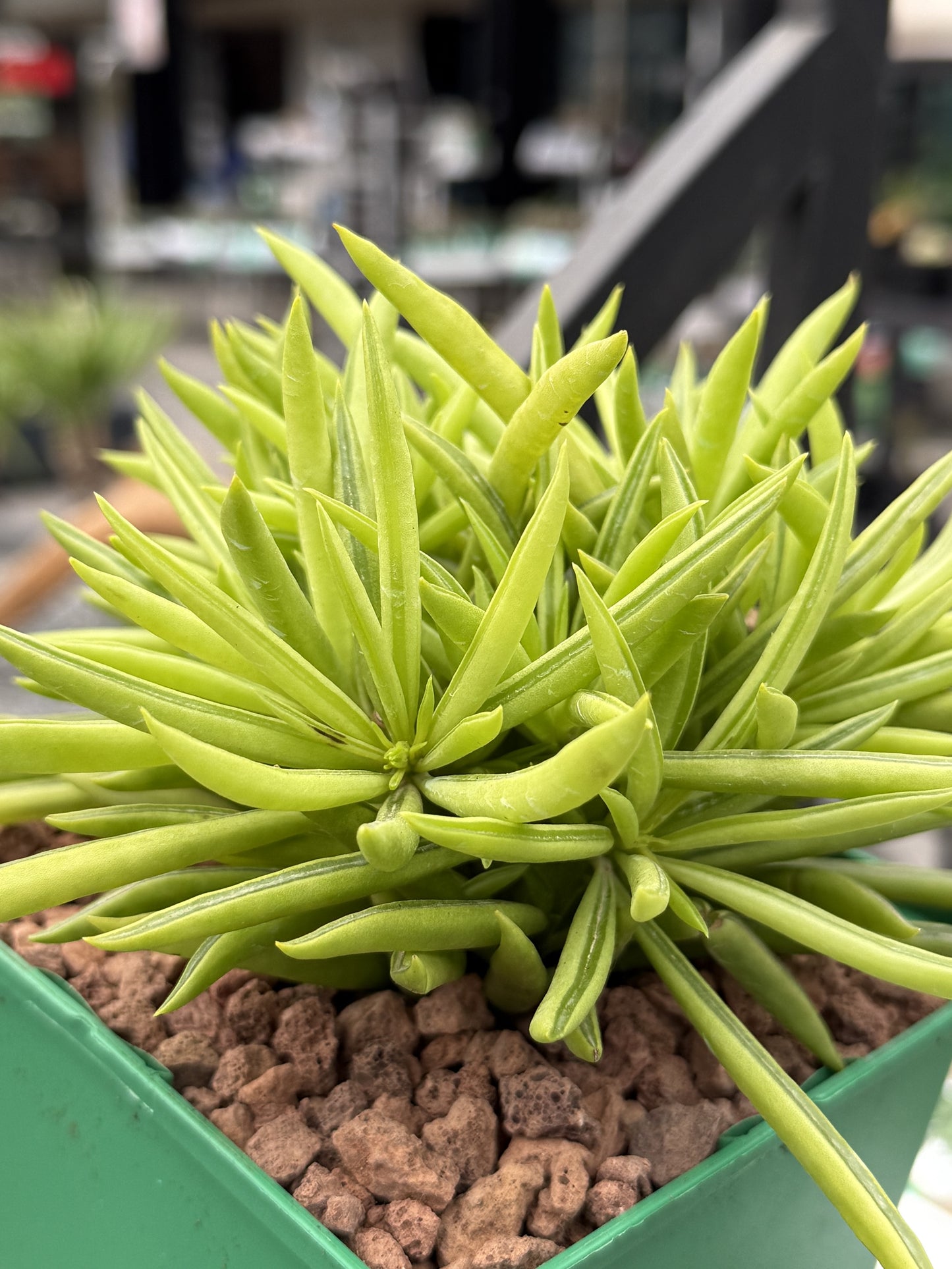 Peperomia ferreyrae