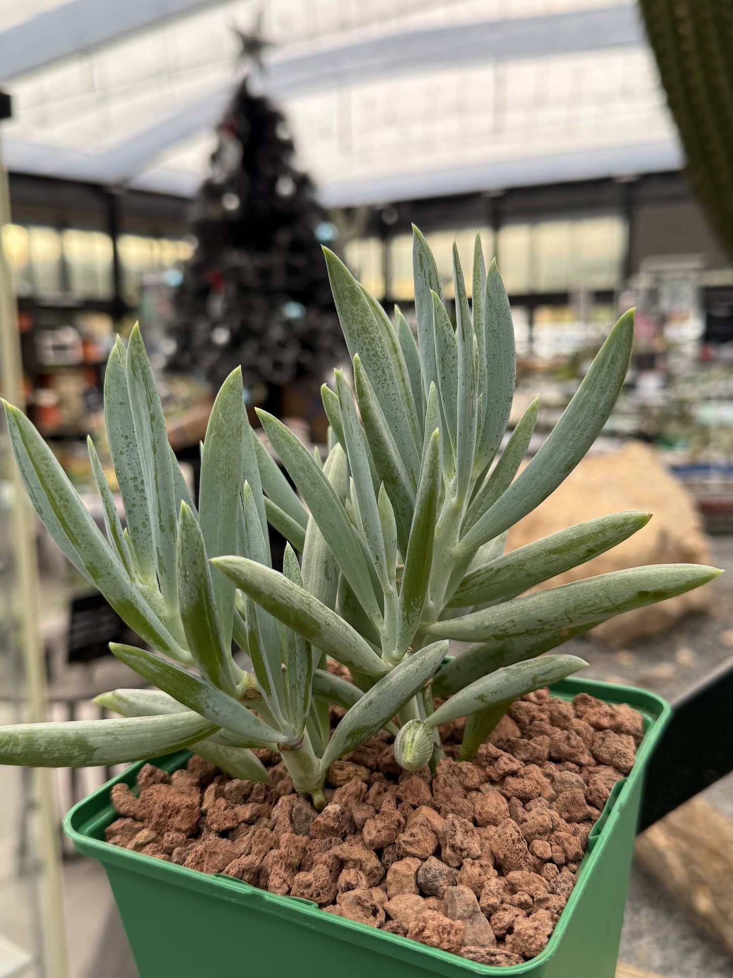 Senecio serpens