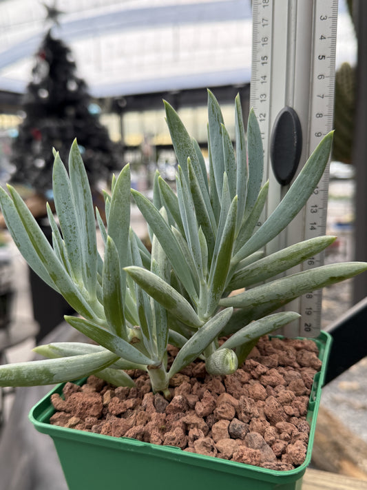 Senecio serpens