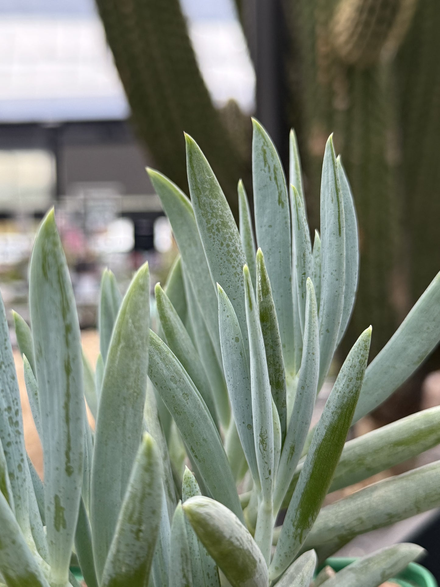 Senecio serpens