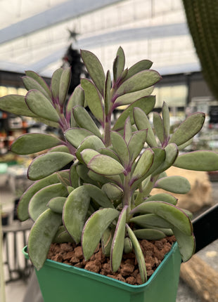 Senecio crassissimus