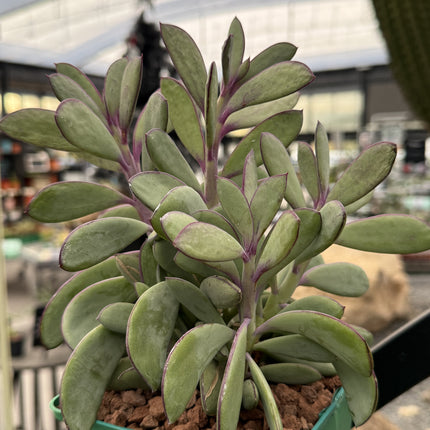 Senecio crassissimus