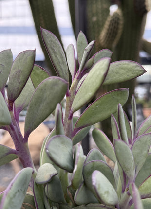 Senecio crassissimus
