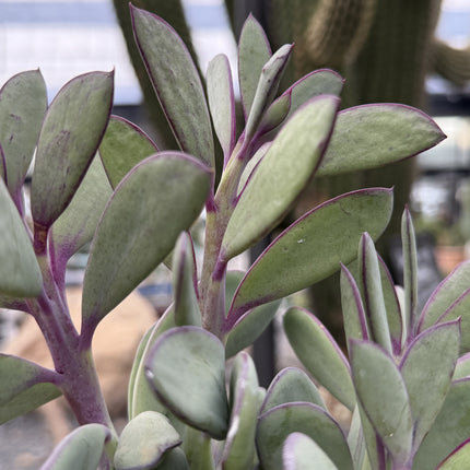 Senecio crassissimus