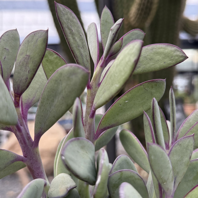 Senecio crassissimus