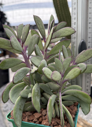 Senecio crassissimus