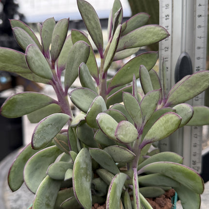 Senecio crassissimus