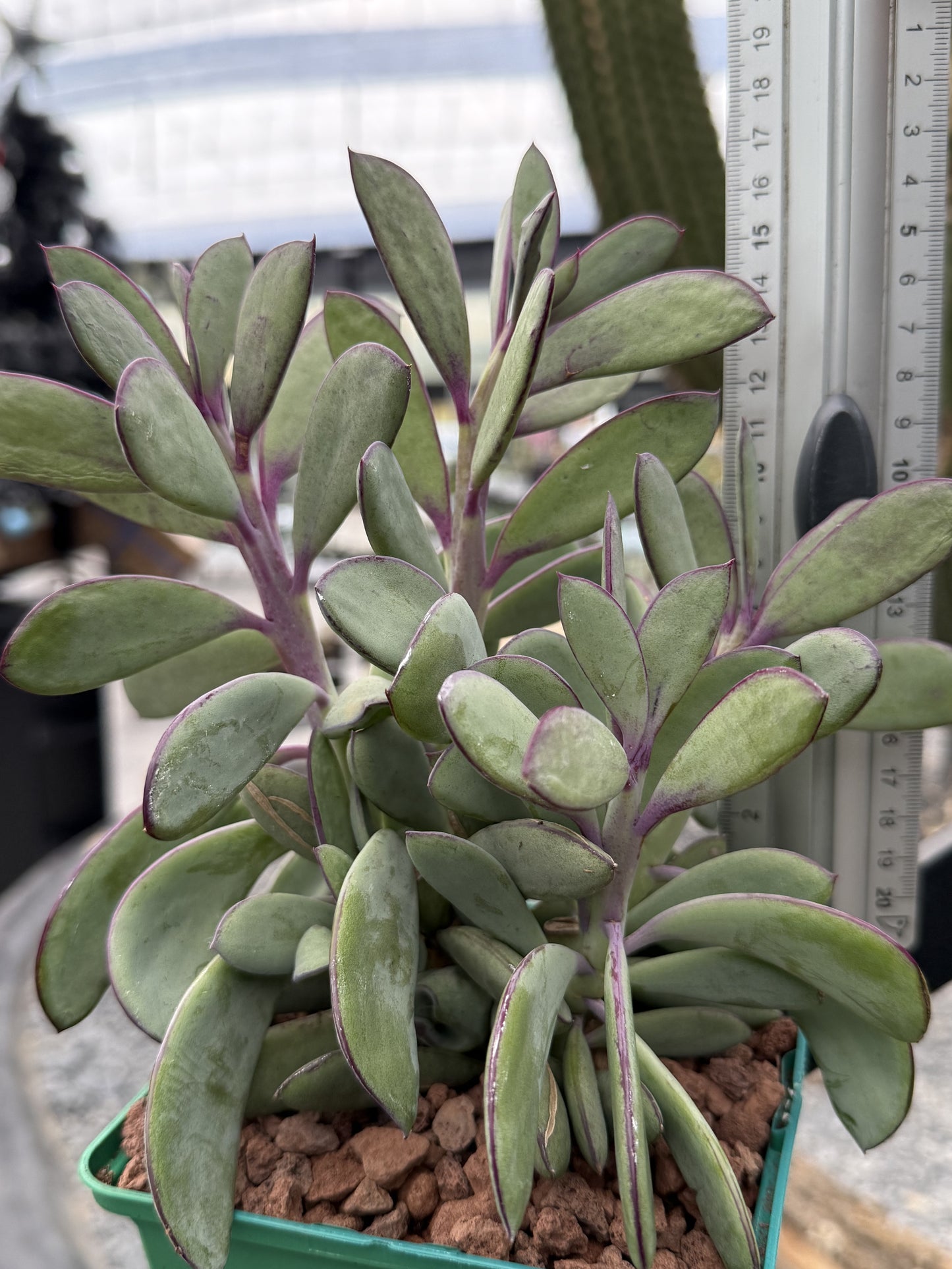 Senecio crassissimus