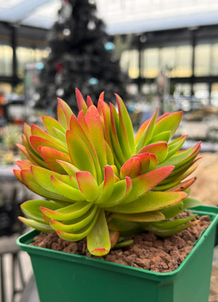 Crassula capitella 'Campfire'
