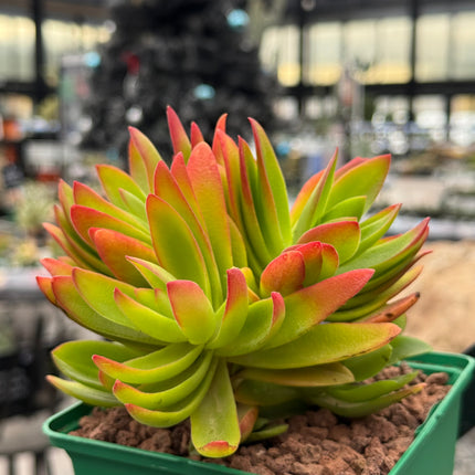 Crassula capitella 'Campfire'