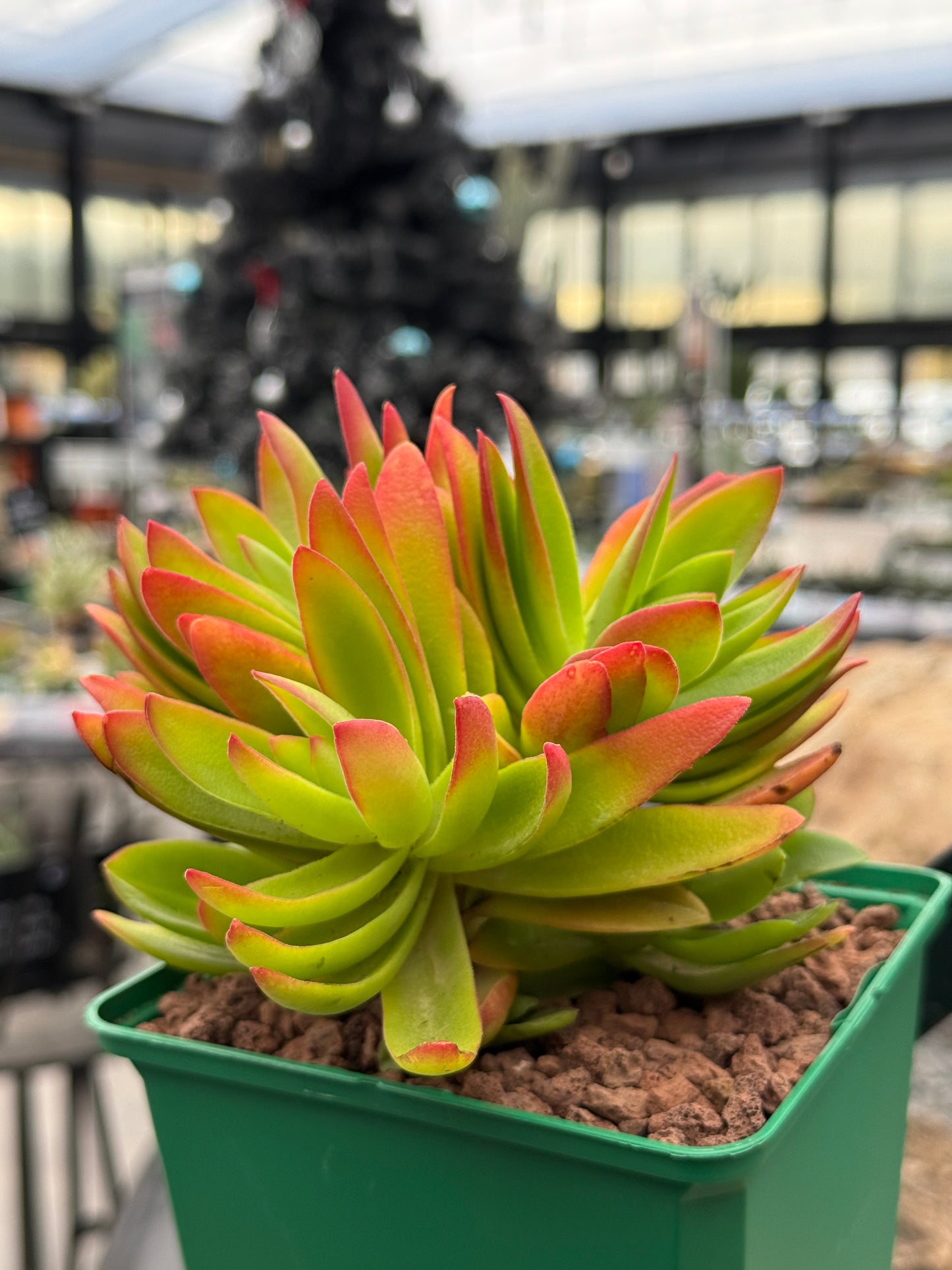 Crassula capitella 'Campfire'