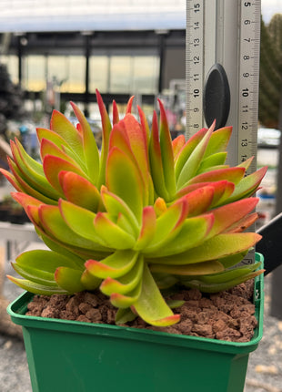 Crassula capitella 'Campfire'