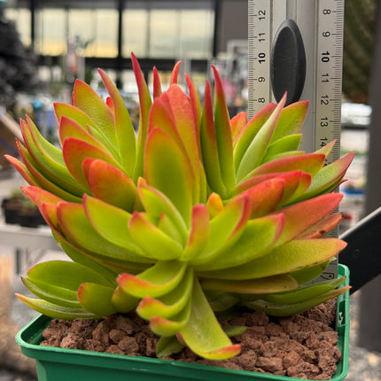 Crassula capitella 'Campfire'