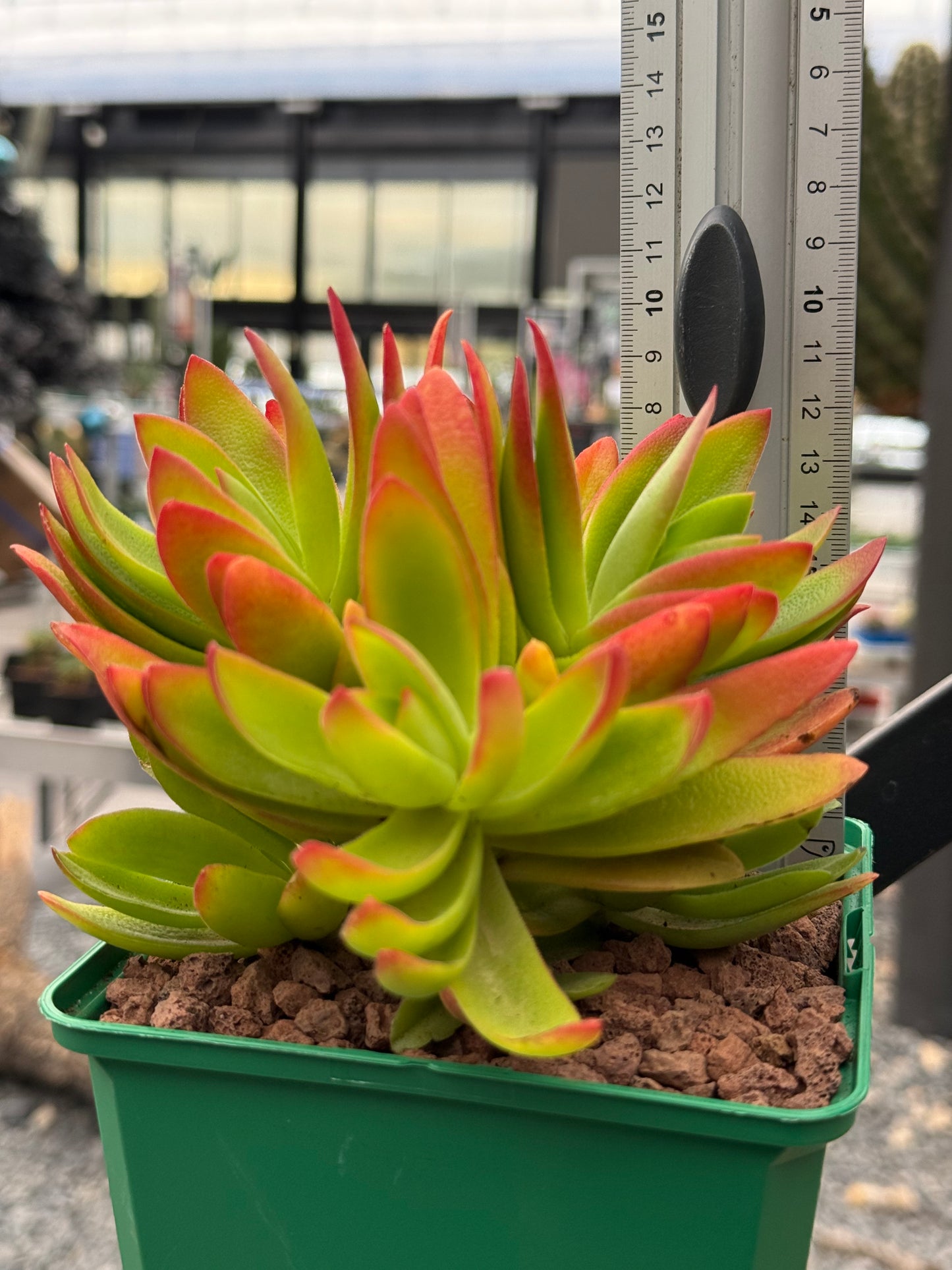 Crassula capitella 'Campfire'