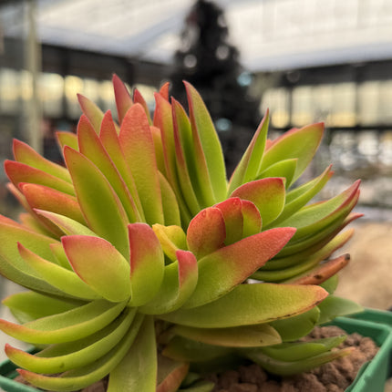 Crassula capitella 'Campfire'