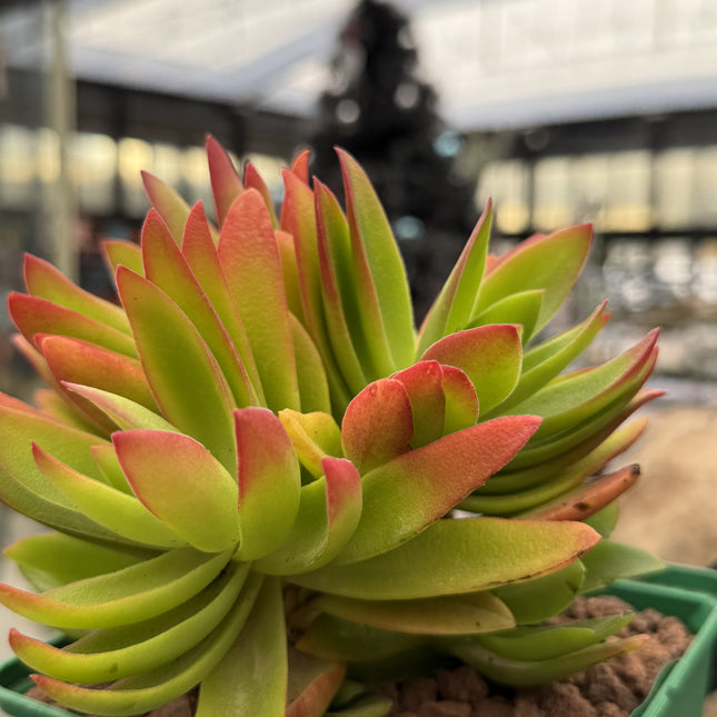 Crassula capitella f. Campfire | Crassula falò