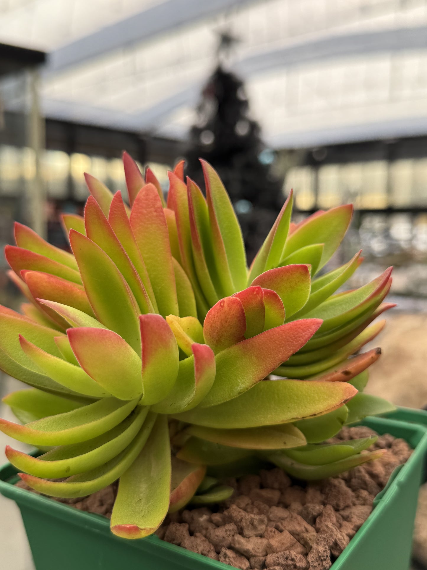 Crassula capitella 'Campfire'