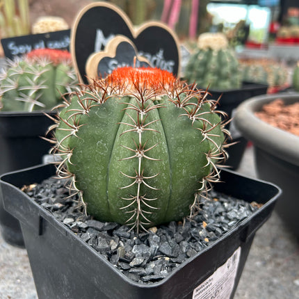 Melocactus matanus