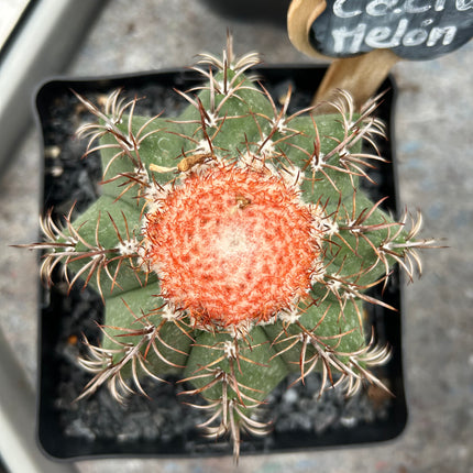 Melocactus matanus