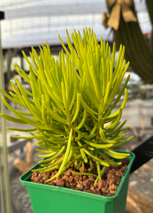 Senecio cylindricus