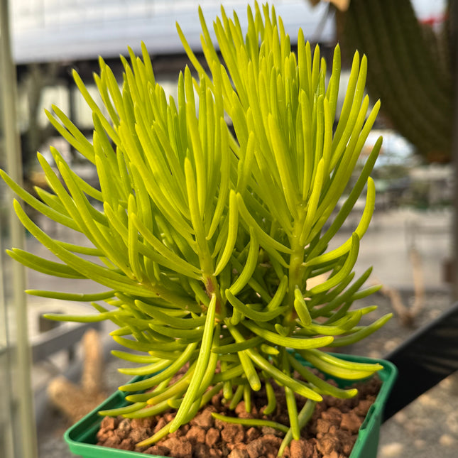 Senecio cylindricus