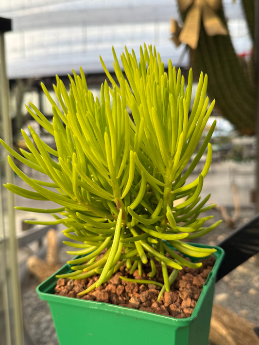 Senecio cylindricus