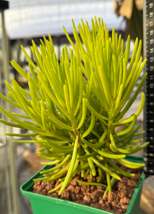 Senecio cylindricus