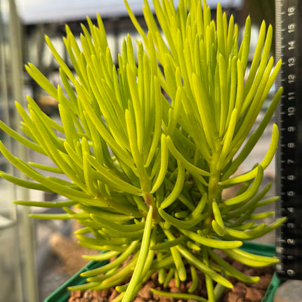 Senecio cylindricus