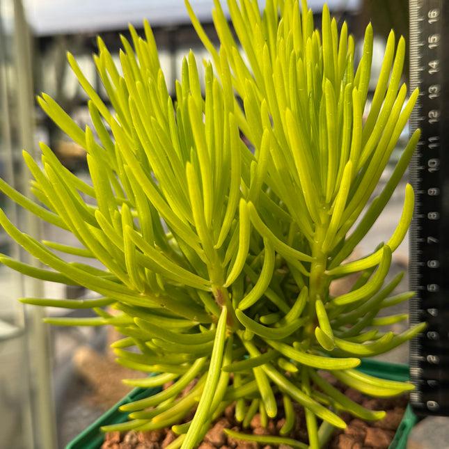 Senecio cylindricus