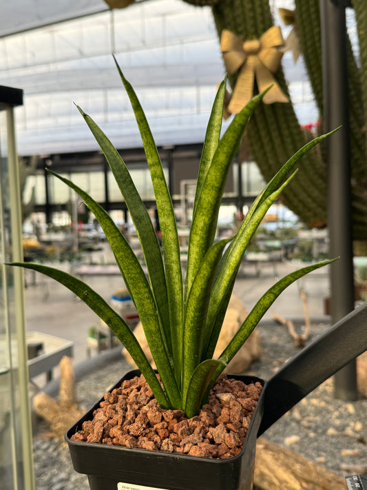 Dracaena trifasciata ‘Tess’