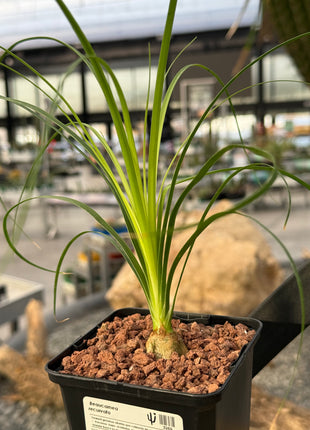 Beaucarnea recurvata “Pata de Elefante”