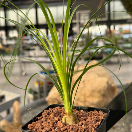 Beaucarnea recurvata “Pata de Elefante”