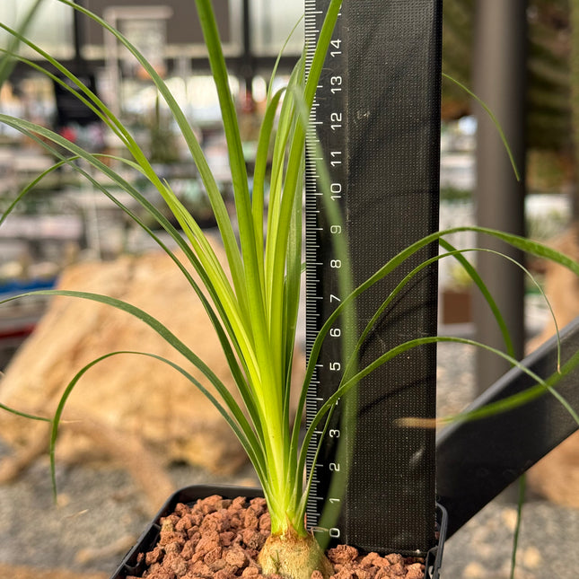 Beaucarnea recurvata “Pata de Elefante”